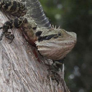 Intellagama lesueurii lesueurii at Ormiston, QLD - 4 Jun 2023