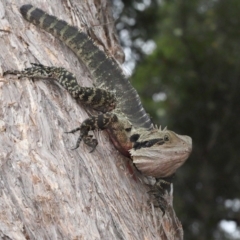 Intellagama lesueurii lesueurii at Ormiston, QLD - 4 Jun 2023