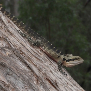 Intellagama lesueurii lesueurii at Ormiston, QLD - 4 Jun 2023