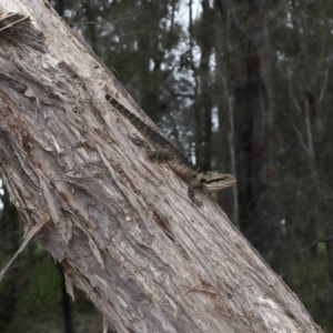 Intellagama lesueurii lesueurii at Ormiston, QLD - 4 Jun 2023 10:16 AM