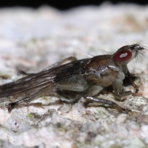 Ortholfersia (genus) at Ormiston, QLD - 4 Jun 2023 10:20 AM