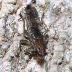 Ortholfersia (genus) at Ormiston, QLD - 4 Jun 2023 10:20 AM