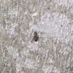 Ortholfersia (genus) at Ormiston, QLD - 4 Jun 2023 10:20 AM