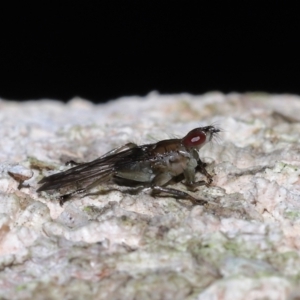 Ortholfersia (genus) at Ormiston, QLD - 4 Jun 2023 10:20 AM