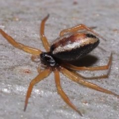 Euryopis umbilicata (Striped tick spider) at Wellington Point, QLD - 4 Jun 2023 by TimL