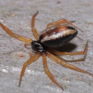 Euryopis umbilicata at Wellington Point, QLD - 4 Jun 2023 10:23 AM