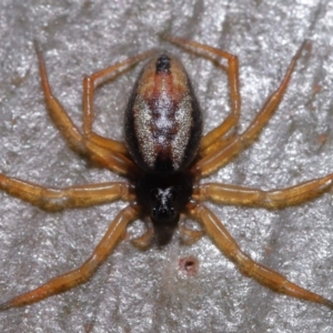 Euryopis umbilicata at Wellington Point, QLD - 4 Jun 2023 10:23 AM