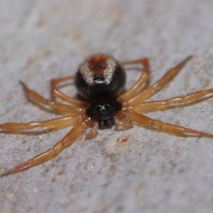 Euryopis umbilicata at Wellington Point, QLD - 4 Jun 2023 10:23 AM