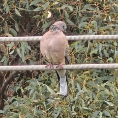 Spilopelia chinensis (Spotted Dove) at Latham, ACT - 5 Jun 2023 by aquilaaudax