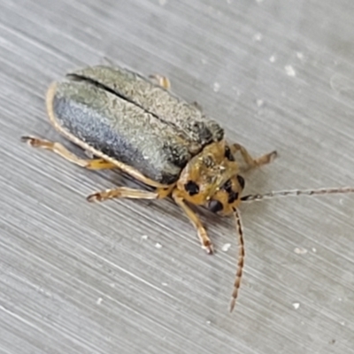 Xanthogaleruca luteola (Elm leaf beetle) at Lyneham, ACT - 5 Jun 2023 by trevorpreston