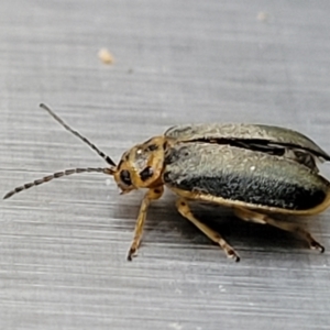 Xanthogaleruca luteola at Lyneham, ACT - 6 Jun 2023