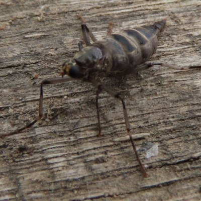 Boreoides subulatus (Wingless Soldier Fly) at Wanniassa, ACT - 6 Jun 2023 by SandraH