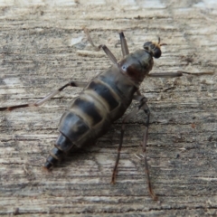 Boreoides subulatus at Wanniassa, ACT - 6 Jun 2023