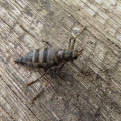 Boreoides subulatus at Wanniassa, ACT - 6 Jun 2023