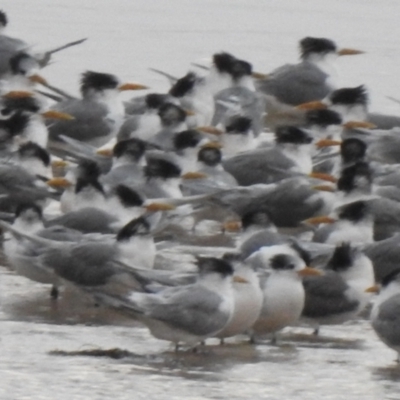 Thalasseus bergii (Crested Tern) at Mallacoota, VIC - 1 Jun 2023 by GlossyGal