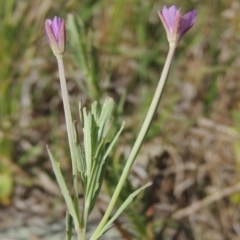 Epilobium billardiereanum subsp. cinereum (Variable Willow-herb) at Jarramlee-West MacGregor Grasslands - 25 Nov 2022 by michaelb