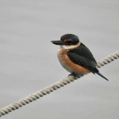 Todiramphus sanctus (Sacred Kingfisher) at Mallacoota, VIC - 1 Jun 2023 by GlossyGal