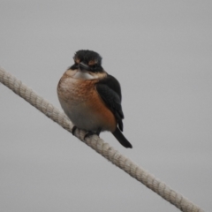 Todiramphus sanctus at Mallacoota, VIC - 1 Jun 2023