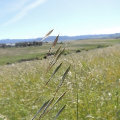 Avena sp. (Wild Oats) at Jarramlee-West MacGregor Grasslands - 25 Nov 2022 by michaelb