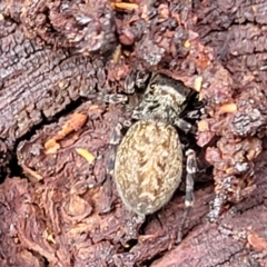 Opisthoncus sp. (genus) (Opisthoncus jumping spider) at Banksia Street Wetland Corridor - 6 Jun 2023 by trevorpreston