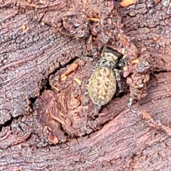 Opisthoncus sp. (genus) at O'Connor, ACT - 6 Jun 2023 11:54 AM