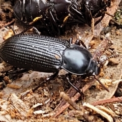 Meneristes australis (Darking beetle) at O'Connor, ACT - 6 Jun 2023 by trevorpreston