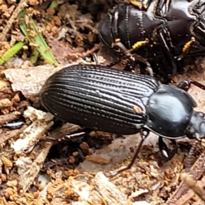 Meneristes australis at O'Connor, ACT - 6 Jun 2023