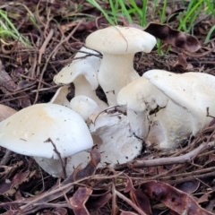 zz agaric (stem; gills white/cream) at Banksia Street Wetland Corridor - 6 Jun 2023 by trevorpreston