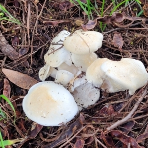 zz agaric (stem; gills white/cream) at O'Connor, ACT - 6 Jun 2023