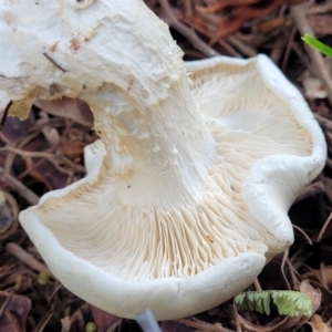 zz agaric (stem; gills white/cream) at O'Connor, ACT - 6 Jun 2023 11:57 AM