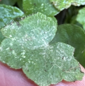 Hydrocotyle hirta at Kangaroo Valley, NSW - 6 Jun 2023