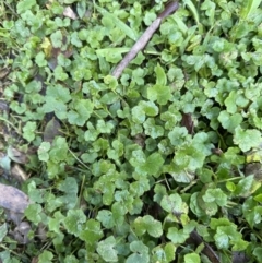 Hydrocotyle hirta at Kangaroo Valley, NSW - 6 Jun 2023