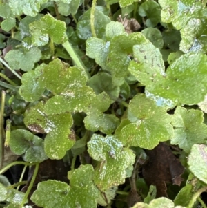 Hydrocotyle hirta at Kangaroo Valley, NSW - 6 Jun 2023