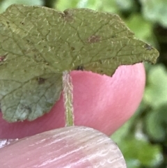 Hydrocotyle hirta at Kangaroo Valley, NSW - suppressed