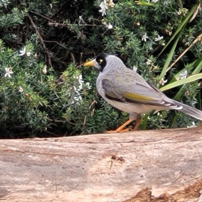 Manorina melanocephala (Noisy Miner) at Banksia Street Wetland Corridor - 6 Jun 2023 by trevorpreston