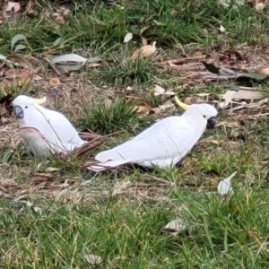 Cacatua galerita at O'Connor, ACT - 6 Jun 2023