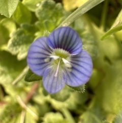 Veronica persica (Creeping Speedwell) at Kangaroo Valley, NSW - 6 Jun 2023 by lbradley