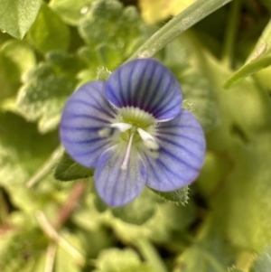 Veronica persica at Kangaroo Valley, NSW - suppressed