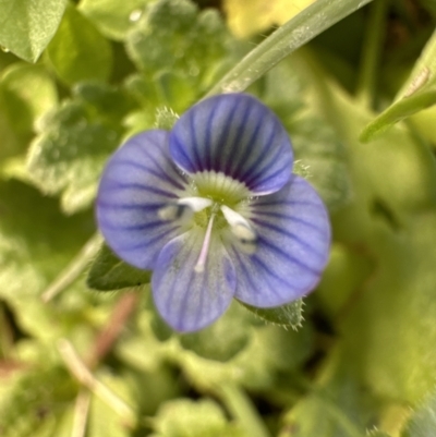 Veronica persica (Creeping Speedwell) at Kangaroo Valley, NSW - 6 Jun 2023 by lbradley