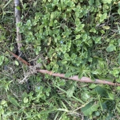 Veronica persica at Kangaroo Valley, NSW - suppressed