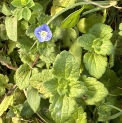 Veronica persica at Kangaroo Valley, NSW - suppressed