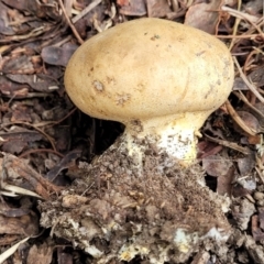 Unidentified Puffball & the like at O'Connor, ACT - 6 Jun 2023 by trevorpreston