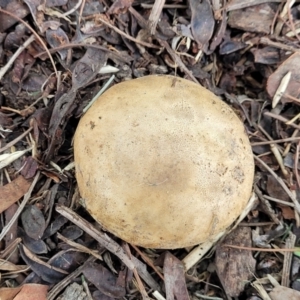 Scleroderma sp. at O'Connor, ACT - 6 Jun 2023