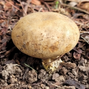 Scleroderma sp. at O'Connor, ACT - 6 Jun 2023