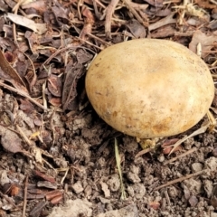 Scleroderma sp. at O'Connor, ACT - 6 Jun 2023