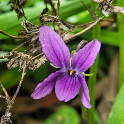 Viola odorata (Sweet Violet, Common Violet) at Banksia Street Wetland Corridor - 6 Jun 2023 by trevorpreston