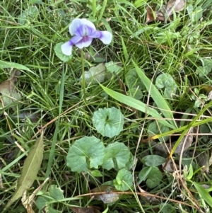 Viola banksii at Kangaroo Valley, NSW - suppressed