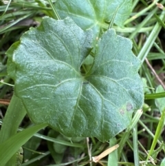 Viola banksii at Kangaroo Valley, NSW - suppressed