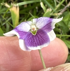 Viola banksii at Kangaroo Valley, NSW - suppressed