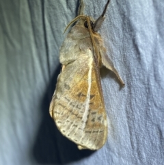 Oxycanus dirempta (Variable Oxycanus) at Jerrabomberra, NSW - 5 Jun 2023 by SteveBorkowskis